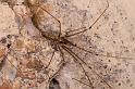Pholcus_opilionoides_D4827_Z_89_Les Gris_Frankrijk